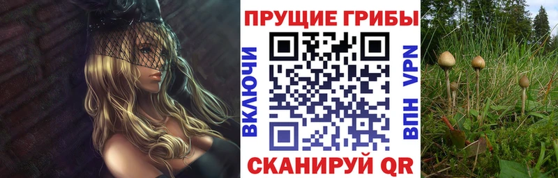 Купить закладки  Дигора  Галлюциногенные грибы Psilocybine cubensis 